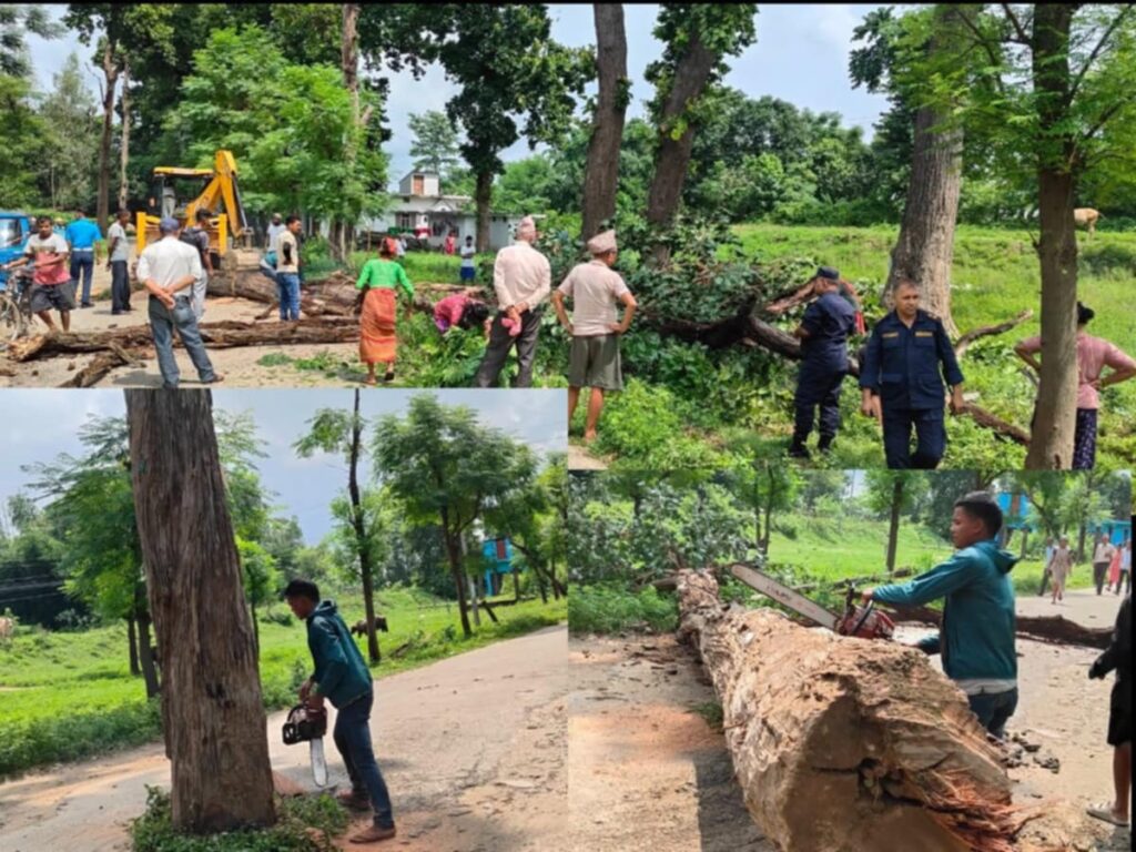 पञ्चायत कालदेखि हटाउन नसकेका बेलडाँडी विच सडकका रुख  गणतान्त्रिक युगमा हटाईयो 