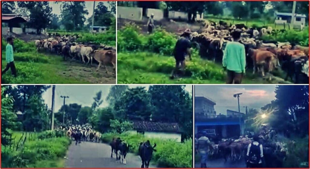 २ सय भन्दा बढी सामुदायिक चौपाया(गाईबस्तु) सुरक्षित राख्दै गोदावरीमा गौशालाको सुरुवात