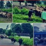 २ सय भन्दा बढी सामुदायिक चौपाया(गाईबस्तु) सुरक्षित राख्दै गोदावरीमा गौशालाको सुरुवात