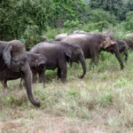 चान्देवको जंगलमा हात्तीको बथान; जंगलको बाटोमा एक जना घाइते