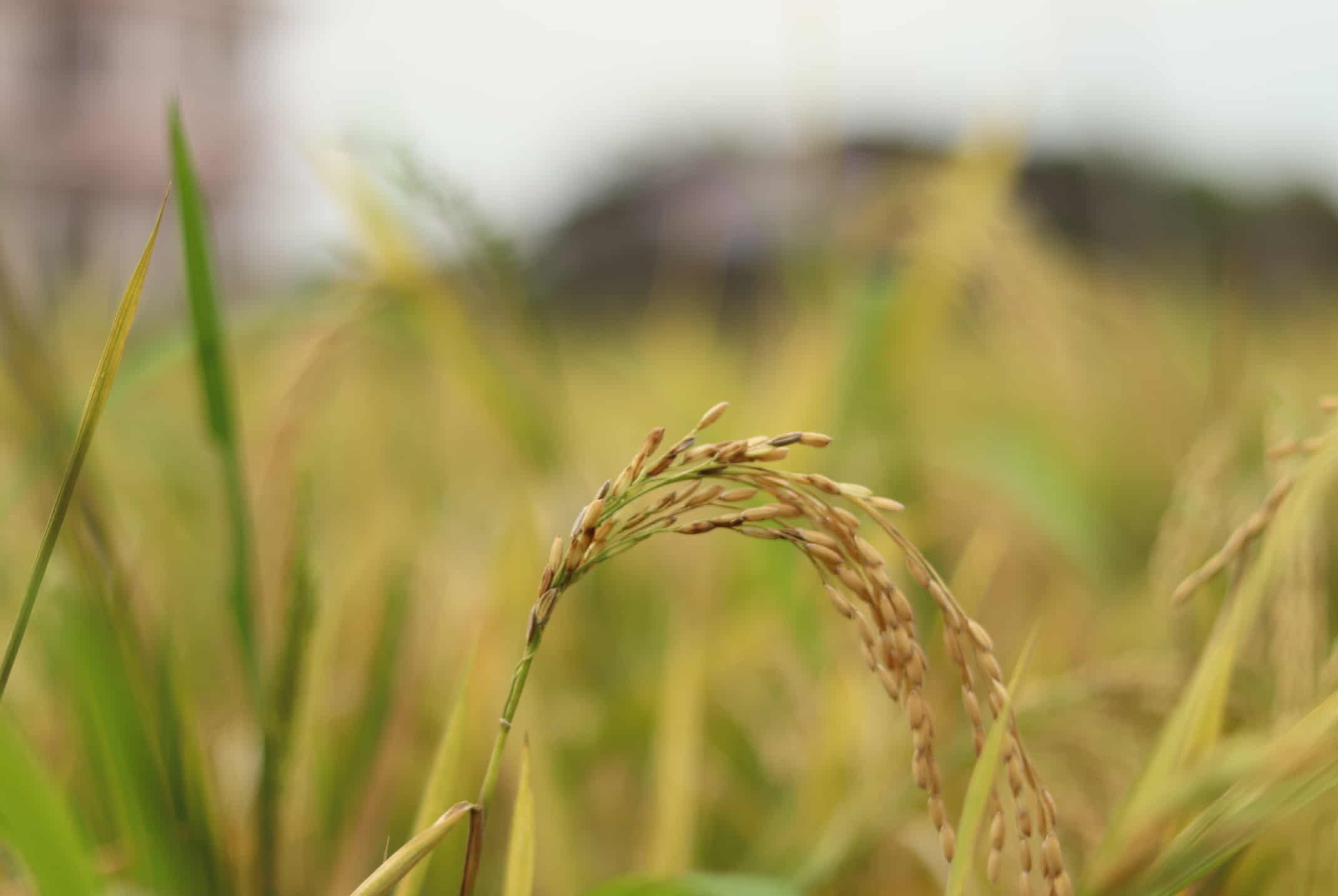 वर्षाको त्रासले सुदूरपश्चिमका किसान चिन्तित: पाकेको धान खेतमै, भित्र्याउन सकस