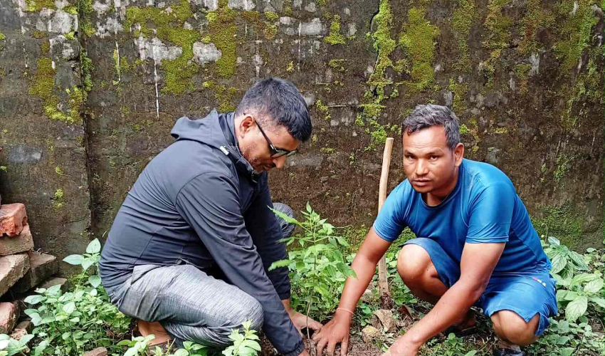 धनगढीको भानु माविमा वृक्षारोपण कार्यक्रम सम्पन्न