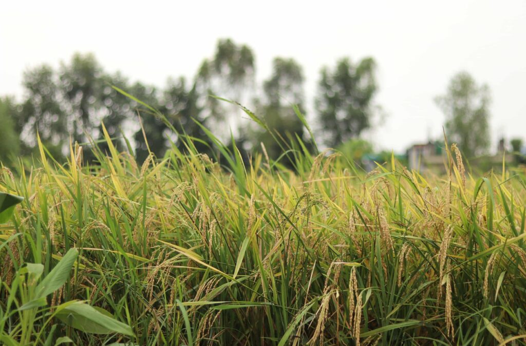 सुदूरपश्चिममा आजदेखि मौसम सुधार, किसानलाई राहत मिल्ने अपेक्षा