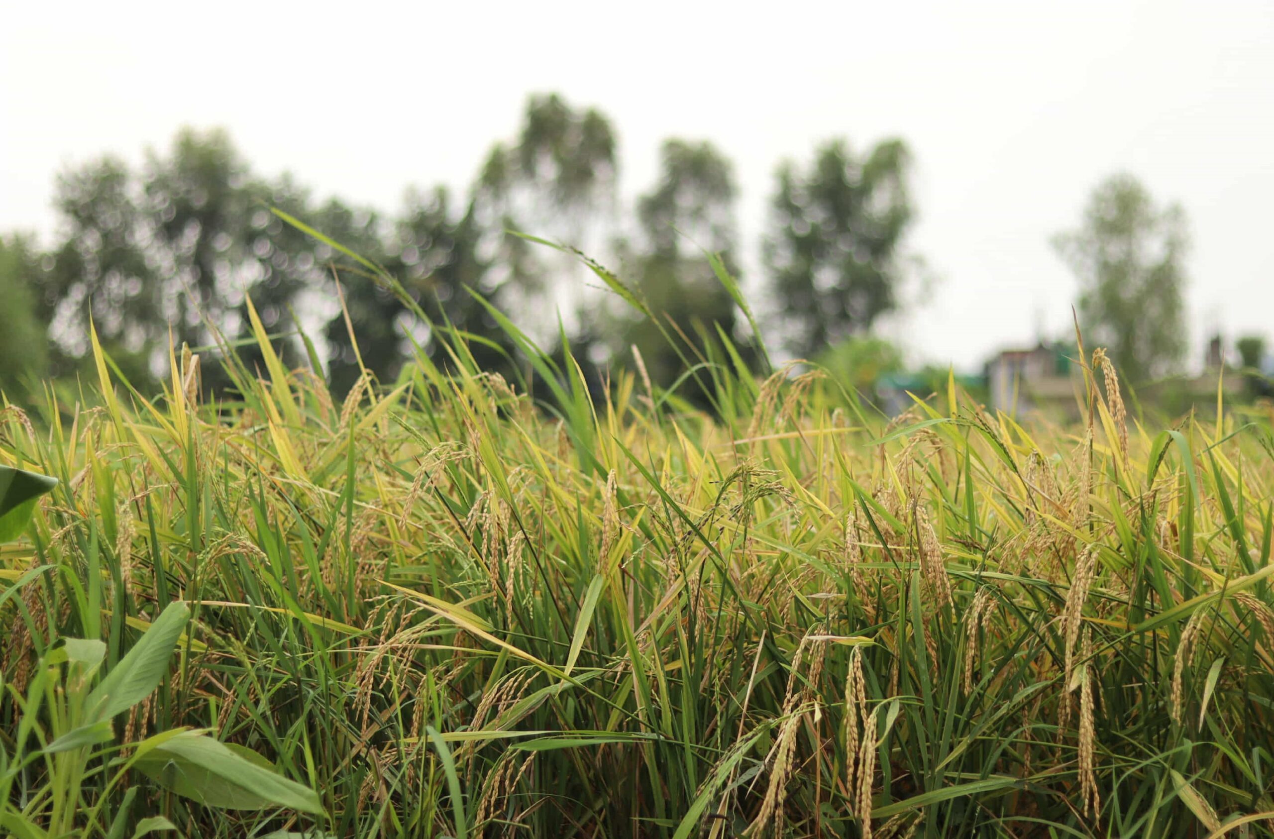 सुदूरपश्चिममा आजदेखि मौसम सुधार, किसानलाई राहत मिल्ने अपेक्षा