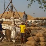 कैलालीमा भोलिदेखि खाद्यले धान खरिद गर्दै, यी हुन् खरिद केन्द्र