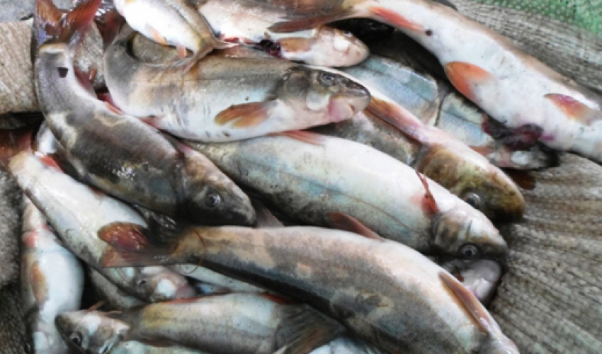 कञ्चनपुरमा भन्सार छलीको करिब ३५ हजार बराबरको माछा बरामद