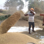 कञ्चनपुरमा खाद्य कम्पनीले आजदेखि ५ हजार क्विन्टल धान खरिद गर्ने