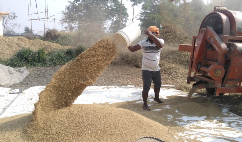 कञ्चनपुरमा खाद्य कम्पनीले आजदेखि ५ हजार क्विन्टल धान खरिद गर्ने