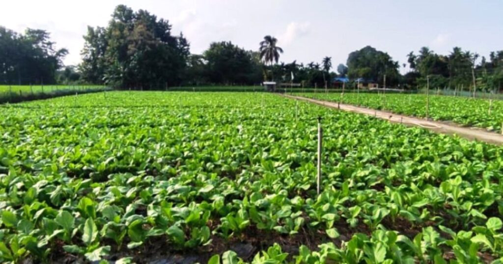 कञ्चनपुरका ९ वटै स्थानीय तह ‘कृषि पकेट क्षेत्र