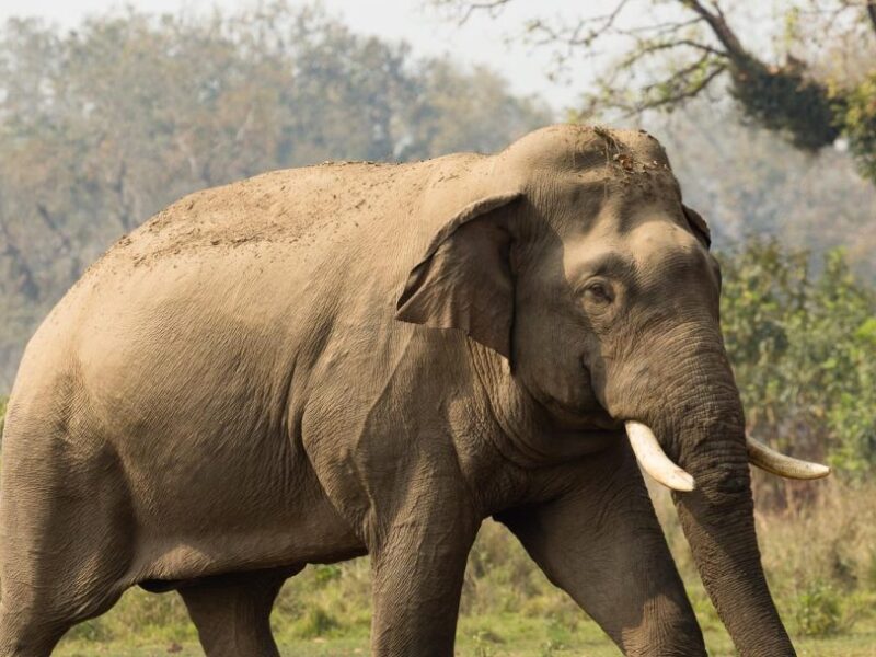 लालझाडीमा हात्तीको आक्र्रमण : हजुर आमा घाईते, नातिनीको मृत्यु