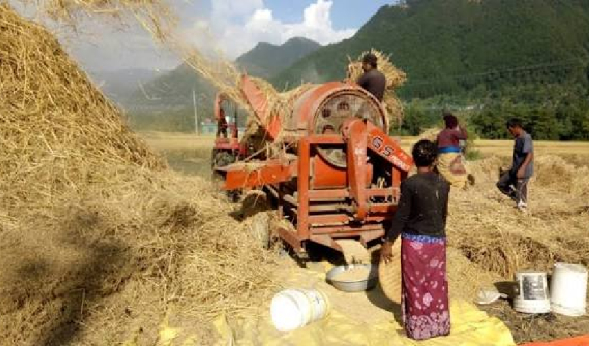 गहुँ थ्रेसिङ गर्ने क्रममा दुर्घटना: बर्दगोरियाकी एक महिलाको अवस्था चिन्ताजनक