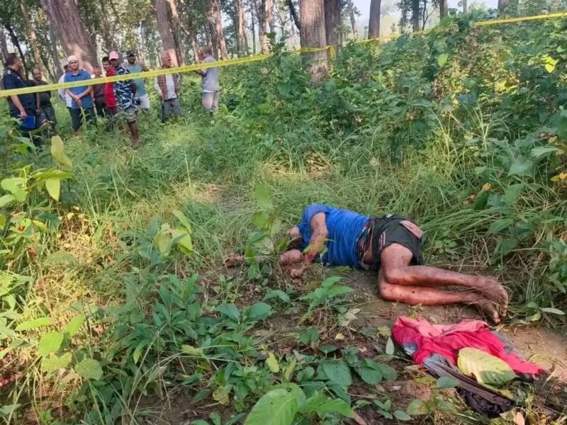 कैलालीमा बाघको आक्रमणबाट एक जनाको मृत्यु