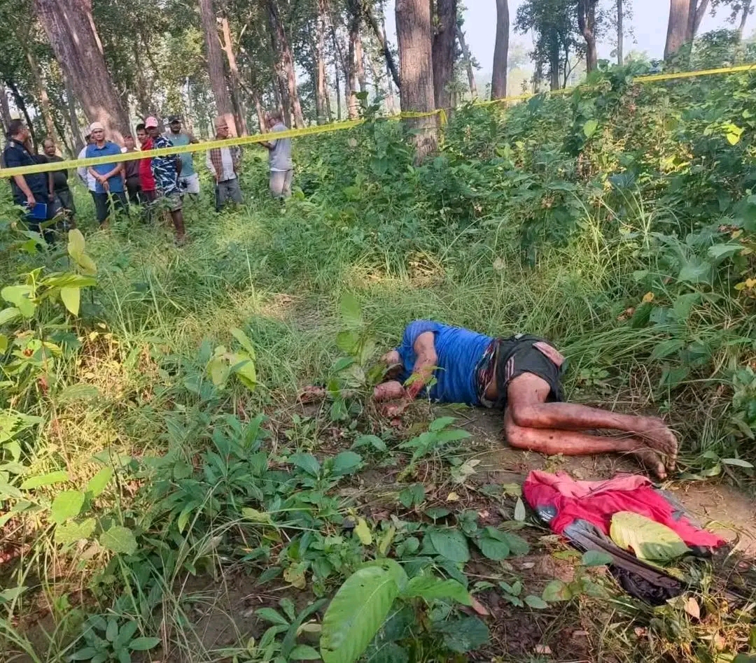 कैलालीमा बाघको आक्रमणबाट एक जनाको मृत्यु
