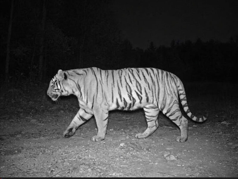 कञ्चनपुरको बस्ती नजिकै पाटेबाघ देखियो, स्थानीयलाई सतर्क रहन आग्रह