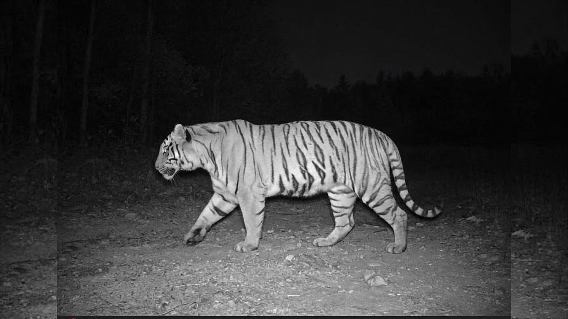 कञ्चनपुरको बस्ती नजिकै पाटेबाघ देखियो, स्थानीयलाई सतर्क रहन आग्रह